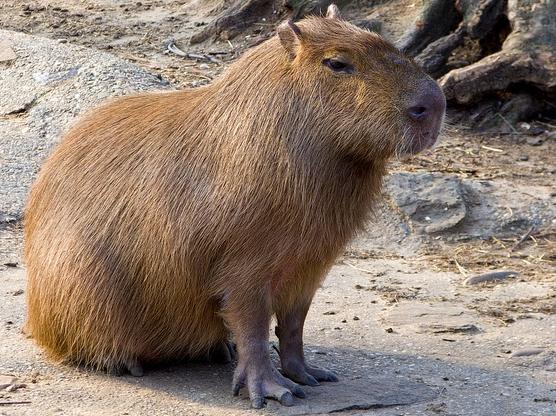 capybara Photo by lorentey via Flickr.jpg